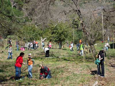 Gent plantant arbres