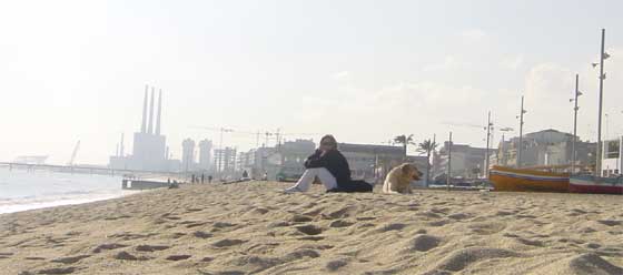 Aquest gos pixa a sobre la sorra...